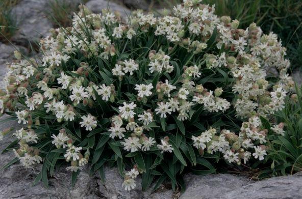 Silene lanuginosa